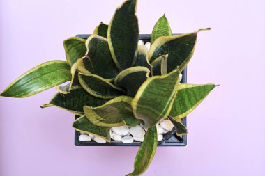 Parlak leylak arka planda saksıda Sansevieria veya Yılan bitkisi