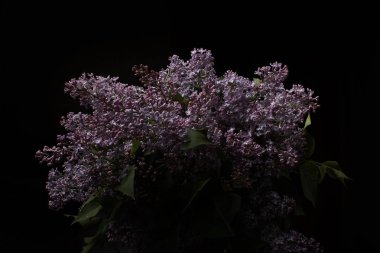 Siyah arka planda leylak çiçekleri