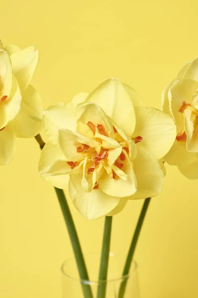 Bouquet Beautiful Daffodils Vase Yellow Background Celebration Concept — Stock Photo, Image