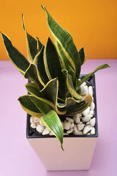 Sansevieria or Snake plant in pot on bright yellow and lilac background