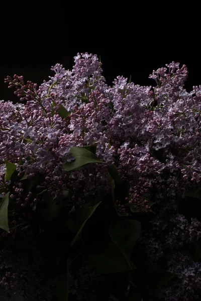 Lilac Květiny Černém Pozadí — Stock fotografie