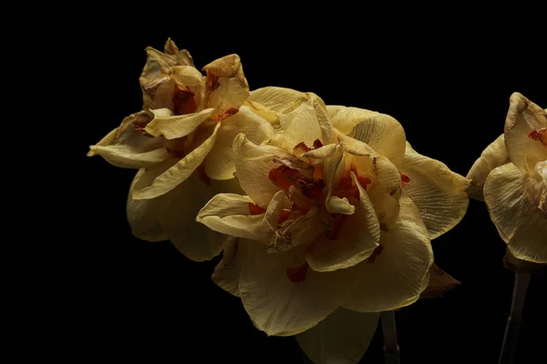 黑色背景上的黄色水仙花 — 图库照片