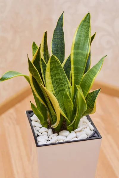 Sansevieria or Snake plant in pot