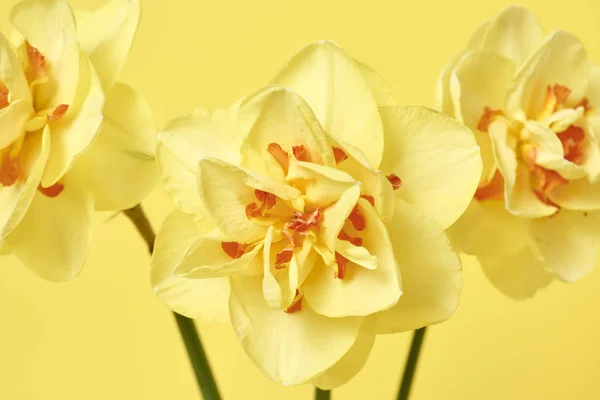 Bouquet Beautiful Daffodils Yellow Background Celebration Concept — Stock Photo, Image