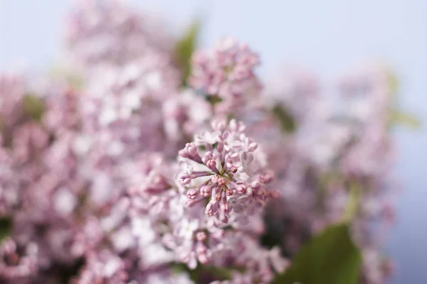 Fioritura Fiori Lilla Con Messa Fuoco Morbida Sfondo Sfocato — Foto Stock