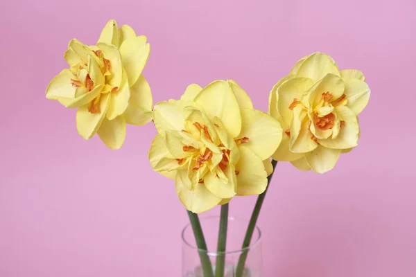 Bouquet Beautiful Daffodils Vase Pink Background Celebration Concept — Stock Photo, Image