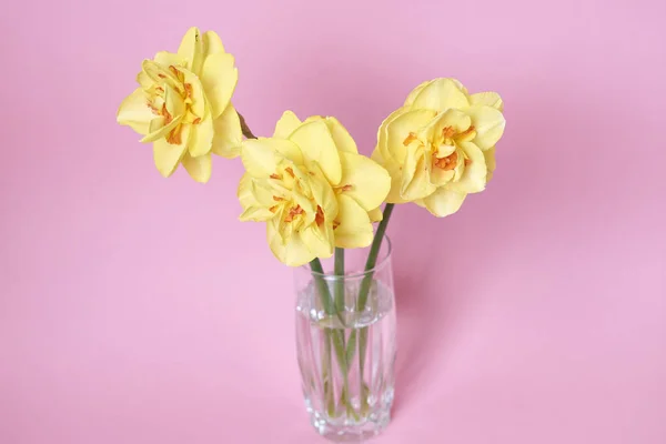 ピンクの背景に花瓶に美しい水仙の花束 お祝いのコンセプト — ストック写真