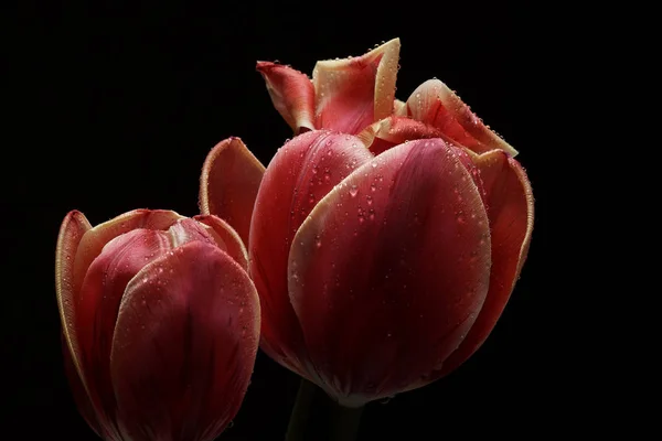 Tulipany Kropli Wody Czarnym Tle Widok Szczegółowy Przestrzeni Kopiowania — Zdjęcie stockowe