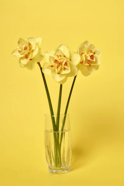 Bouquet Belles Jonquilles Vase Sur Fond Jaune Concept Célébration — Photo