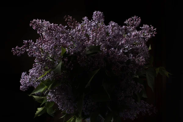 Lila Kukat Mustalla Taustalla — kuvapankkivalokuva