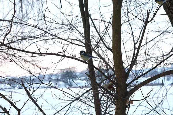 冬の森の木に青いティット — ストック写真