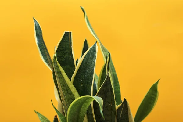 Sansevieria or Snake plant in pot on bright yellow background