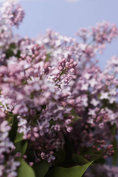 Bloeiende Lila Bloemen Buiten — Stockfoto