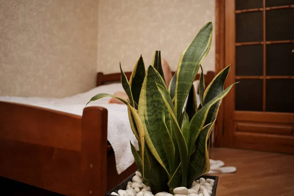 Sansevieria or Snake plant in pot in bedroom