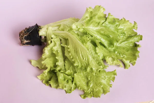ピンクの背景に新鮮なサラダの葉 ダイエットコンセプト — ストック写真
