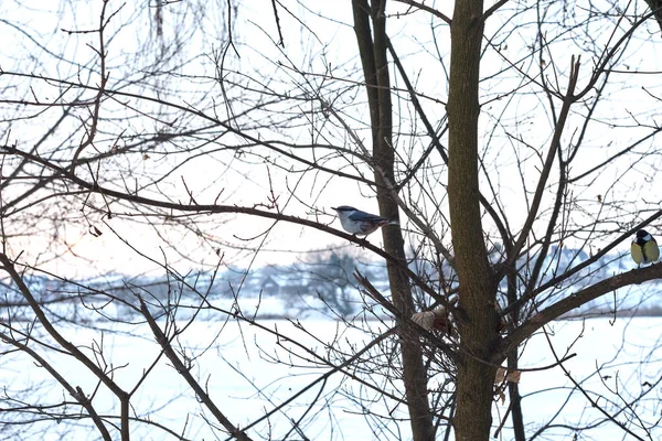 Blaumeise Hockt Auf Baum Winterwald — Stockfoto