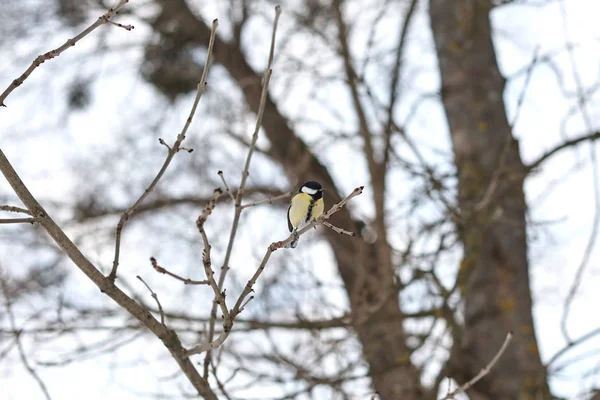 Blue Tit Perching Tree Winter Forest — Stock Photo, Image