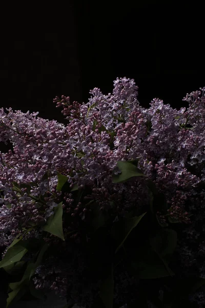 Квіти Бузку Чорному Тлі — стокове фото