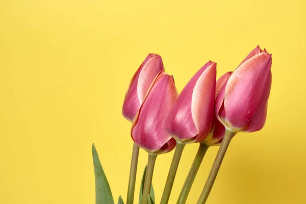 Bouquet Beautiful Tulips Yellow Background Celebration Concept — Stock Photo, Image