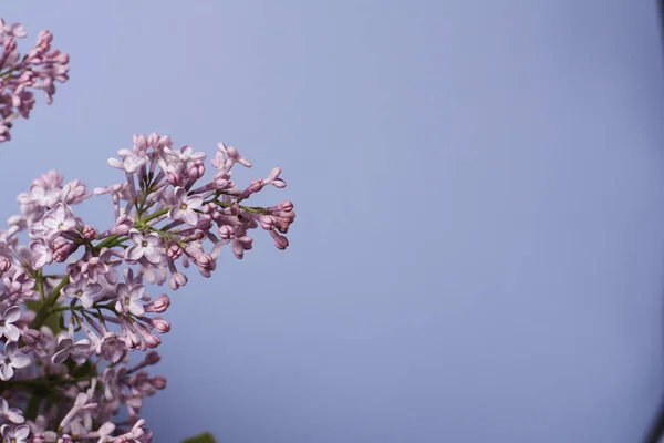 Tedere Lila Bloemen Blauwe Achtergrond — Stockfoto