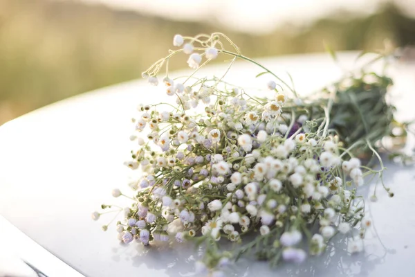 Vista Cerca Hermosas Flores Blancas Coche Enfoque Selectivo —  Fotos de Stock