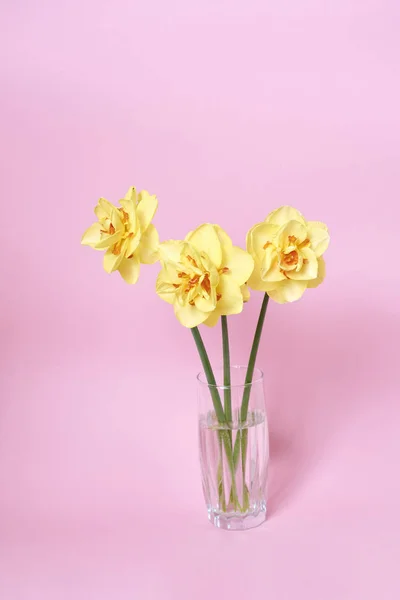 Bouquet Belles Jonquilles Vase Sur Fond Rose Concept Célébration — Photo