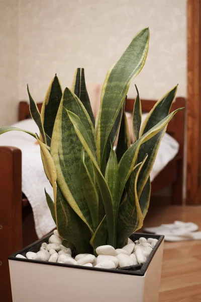 Yatak Odasında Saksıda Sansevieria Veya Yılan Bitki — Stok fotoğraf