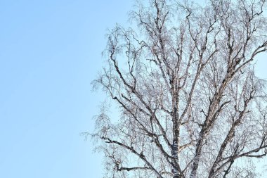 Mavi gökyüzü arka planında yapraksız dallar