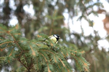 Kış ormanlarında ağaç üzerine tüneen mavi memit