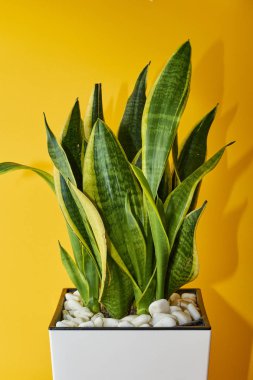 Saksıda Sansevieria veya Yılan bitkisi