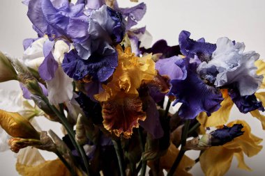 Bir buket süsen çiçeği, yakın görüş..