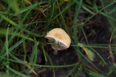 Ormandaki yeşil çimlerde küçük kahverengi mantarların yakın plan görüntüsü.