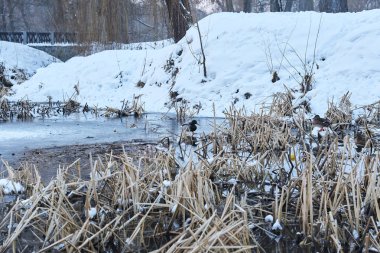 Karlı kış ormanlarında nehir de dinlenen ördekler