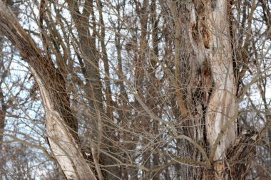 Kış ormanlarında ağaç üzerine tüneen mavi memit
