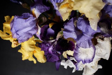 Bir buket süsen çiçeği, yakın görüş..