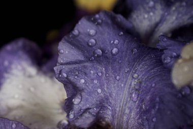 Bir buket süsen çiçeği, yakın görüş..