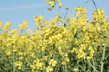Güneşli bir günde kolza tohumu tarlasında sarı çiçeklerin resimsel görüntüsü