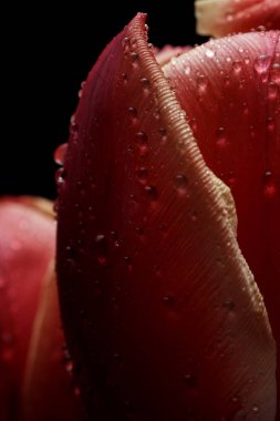 Koyu arkaplanda çiy damlaları olan kırmızı güzel laleler, kutlama konsepti  