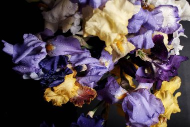 Bir buket süsen çiçeği, yakın görüş..