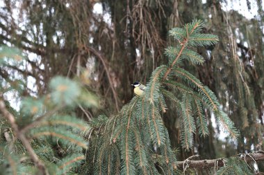 Kış ormanlarında ağaç üzerine tüneen mavi memit