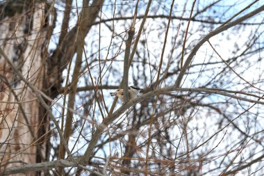 Kış ormanlarında ağaç üzerine tüneen mavi memit