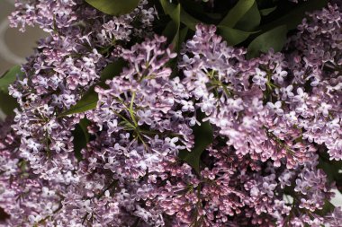 mavi arka plan üzerinde ihale leylak çiçekler