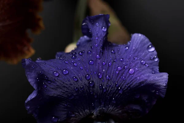 Bouquet Iris Flowers Closeup View — Stock Photo, Image