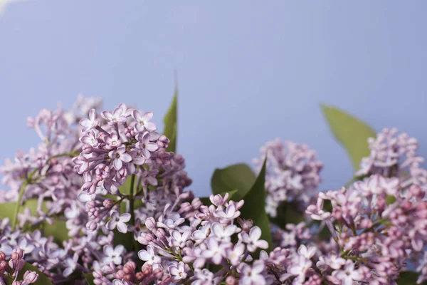 Tedere Lila Bloemen Blauwe Achtergrond — Stockfoto