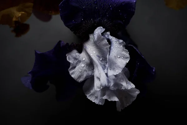 Vue Rapprochée Fleur Blanche Avec Des Gouttes Eau Sur Fond — Photo