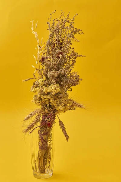 dried plants and flowers on yellow background
