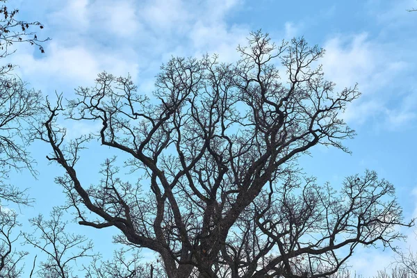 Winterlandschap Met Kale Bomen Blauwe Lucht — Stockfoto