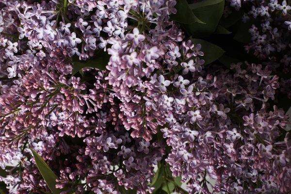 Tere Lila Bloemen Donkere Achtergrond — Stockfoto