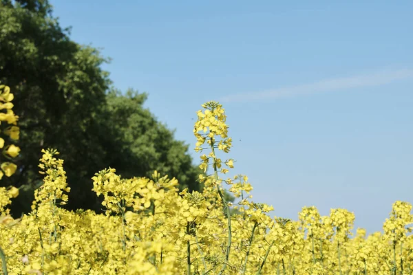 Vista Pitoresca Flores Estupro Amarelo Campo Dia Ensolarado — Fotografia de Stock