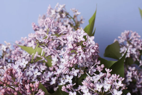 Tenera Fiori Lilla Sfondo Blu — Foto Stock